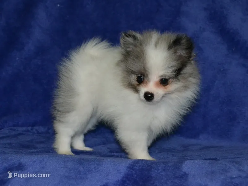 AKC Riley – Pomeranian puppy for sale in Lamar, MO