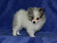 AKC Riley, a male Pomeranian for sale in Lamar, MO – 1 of 3