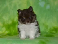AKC Cooper, a male Pomeranian for sale in Lamar, MO – Photo 4 of 5