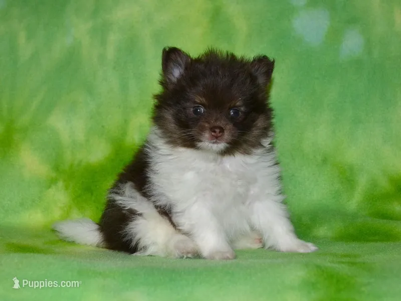 AKC Cooper – Pomeranian puppy for sale in Lamar, MO