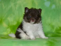 AKC Cooper, a male Pomeranian for sale in Lamar, MO – Photo 1 of 5