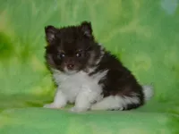 AKC Cooper, a male Pomeranian for sale in Lamar, MO – Photo 3 of 5