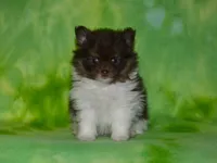 AKC Cooper, a male Pomeranian for sale in Lamar, MO – Photo 2 of 5