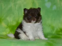 AKC Cooper, a male Pomeranian for sale in Lamar, MO – Photo 5 of 5