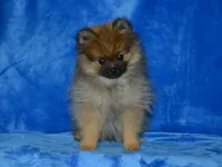 AKC Dylan, a male Pomeranian for sale in Lamar, MO – 2 of 9