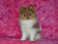AKC Millie, a female Pomeranian for sale in Lamar, MO – 3 of 5