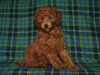 AKC Theo, a male Poodle - Miniature  for sale in Lamar, MO – 3 of 5