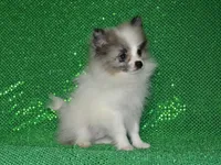 AKC Riley, a male Pomeranian for sale in Lamar, MO – 5 of 5