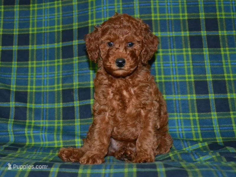 AKC Theo – Poodle - Miniature  puppy for sale in Lamar, MO