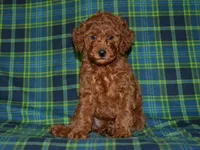 AKC Theo, a male Poodle - Miniature  for sale in Lamar, MO – 1 of 4
