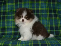 AKC Yoshi, a male Pomeranian for sale in Lamar, MO – 2 of 5