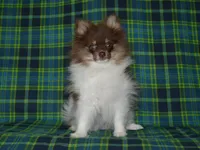 AKC Cooper, a male Pomeranian for sale in Lamar, MO – 5 of 5