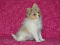 AKC Cami, a female Pomeranian for sale in Lamar, MO – 3 of 5