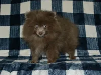 AKC Felix, a male Pomeranian for sale in Lamar, MO – 3 of 3