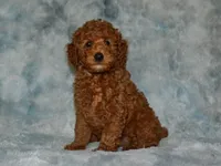 AKC Nash, a male Poodle - Miniature  for sale in Lamar, MO – 3 of 3