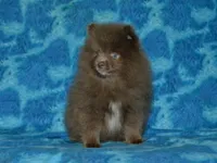 AKC Felix, a male Pomeranian for sale in Lamar, MO – 3 of 3