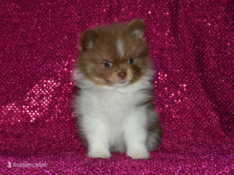 AKC Millie – Pomeranian puppy for sale in Lamar, MO