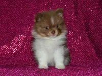 AKC Millie, a female Pomeranian for sale in Lamar, MO – 1 of 4