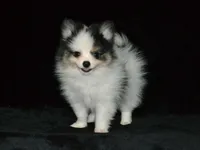 AKC Jasper, a male Pomeranian for sale in Lamar, MO – 1 of 5