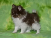 AKC Cooper, a male Pomeranian for sale in Lamar, MO – 7 of 7