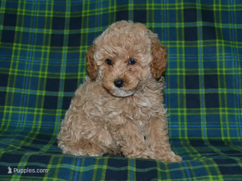 AKC Tyson – Poodle - Miniature  puppy for sale in Lamar, MO
