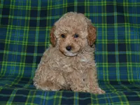 AKC Tyson, a female Poodle - Miniature  for sale in Lamar, MO – 1 of 3
