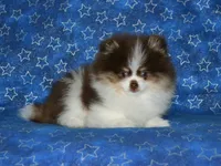 AKC Yoshi, a male Pomeranian for sale in Lamar, MO – 2 of 5