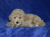 AKC Rocky, a female Poodle - Miniature  for sale in Lamar, MO – 3 of 4