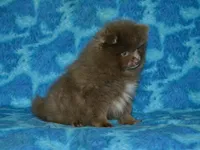 AKC Felix, a male Pomeranian for sale in Lamar, MO – 2 of 3