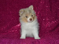 AKC Cami, a female Pomeranian for sale in Lamar, MO – 3 of 4