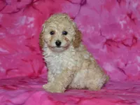 AKC Honey, a female Poodle - Miniature  for sale in Lamar, MO – Photo 2 of 4