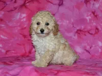 AKC Honey, a female Poodle - Miniature  for sale in Lamar, MO – Photo 3 of 4