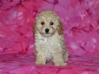 AKC Honey, a female Poodle - Miniature  for sale in Lamar, MO – Photo 1 of 4