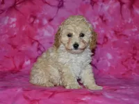 AKC Honey, a female Poodle - Miniature  for sale in Lamar, MO – Photo 4 of 4