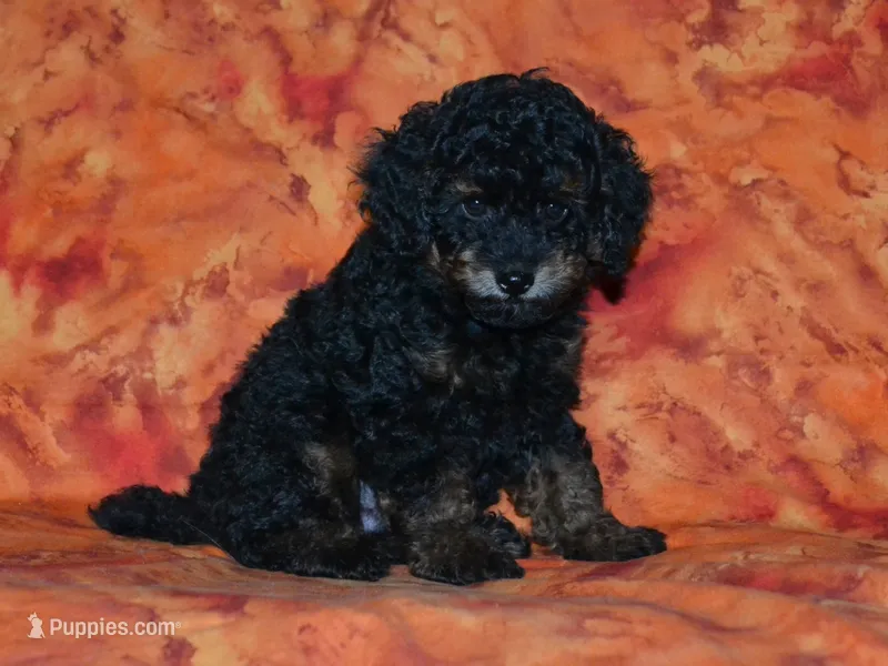 AKC Rhett – Poodle - Toy  puppy for sale in Lamar, MO