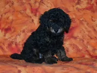 AKC Rhett, a male Poodle - Toy  for sale in Lamar, MO – 1 of 3