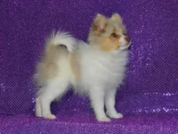 AKC Cami, a female Pomeranian for sale in Lamar, MO – 4 of 5