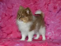 AKC Millie, a female Pomeranian for sale in Lamar, MO – 5 of 5