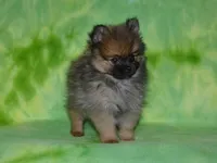 AKC Dylan, a female Pomeranian for sale in Lamar, MO – 5 of 6