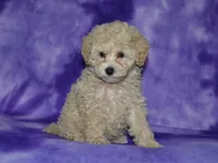 AKC Lady, a female Poodle - Miniature  for sale in Lamar, MO – 3 of 4