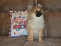AKC Dylan, a male Pomeranian for sale in Lamar, MO – 4 of 4