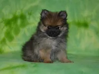 AKC Dylan, a female Pomeranian for sale in Lamar, MO – 3 of 6