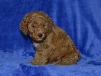 AKC Bruno, a male Poodle - Miniature  for sale in Lamar, MO – 3 of 3