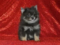 AKC Ozzy, a male Pomeranian for sale in Lamar, MO – 2 of 4