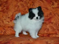 AKC Benny, a female Pomeranian for sale in Lamar, MO – 5 of 5