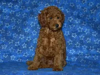 AKC Theo, a male Poodle - Miniature  for sale in Lamar, MO – 4 of 5