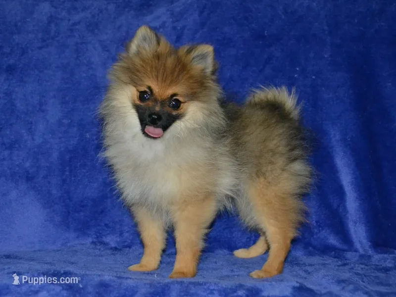 AKC Dylan – Pomeranian puppy for sale in Lamar, MO