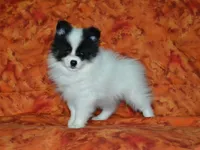 AKC York, a female Pomeranian for sale in Lamar, MO – 3 of 4