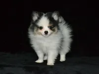 AKC Jasper, a male Pomeranian for sale in Lamar, MO – 4 of 5