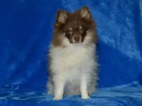 AKC Cooper, a male Pomeranian for sale in Lamar, MO – 3 of 5